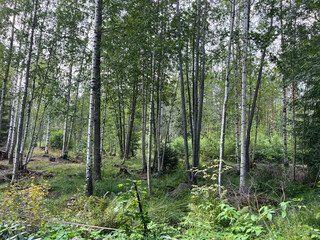 trees in the forest