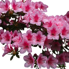 Fototapeta premium Isolated Pink Azalea Blossoms On Transparent Background Photo