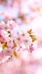 Delicate pink cherry blossoms in soft focus, a springtime scene