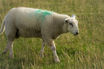 Obraz premium The sheep in the verdant meadows. Sheep on an farm. Sheep eating grass on a field. Sheep grazing in an alpine meadow.