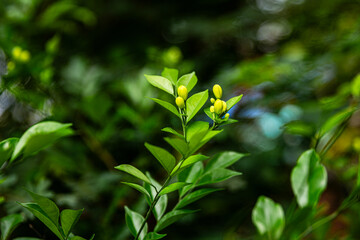 A flower bud about to bloom of (Murraya paniculata) or Adaman Satinwood, commonly known as Orange...