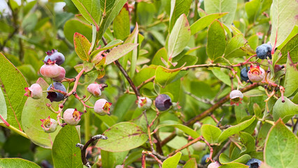 Ripe and Unripe Blueberries Growing on the Bush