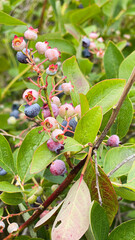 Ripe and Unripe Blueberries Growing on the Bush