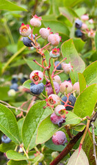 Ripe and Unripe Blueberries Growing on the Bush