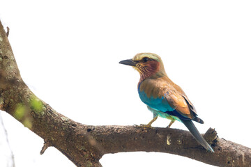 Fototapeta premium A Lilac-breasted Roller perched in a tree, Serengeti National Park, Tanzania, Africa.