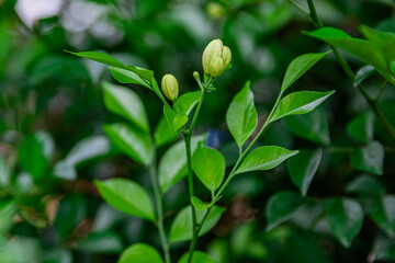 A flower bud about to bloom of (Murraya paniculata) or Adaman Satinwood, commonly known as Orange...