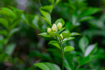 A flower bud about to bloom of (Murraya paniculata) or Adaman Satinwood, commonly known as Orange...