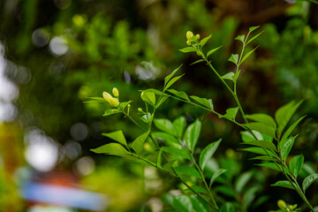A flower bud about to bloom of (Murraya paniculata) or Adaman Satinwood, commonly known as Orange...