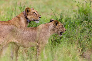 Two lions one female lioness and its cub in wilderness of Tarangire National park in Tanzania, Africa.