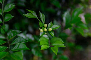 A flower bud about to bloom of (Murraya paniculata) or Adaman Satinwood, commonly known as Orange...