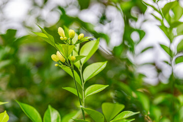 A flower bud about to bloom of (Murraya paniculata) or Adaman Satinwood, commonly known as Orange...