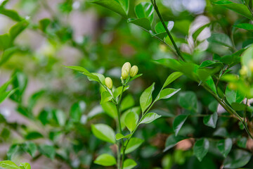 A flower bud about to bloom of (Murraya paniculata) or Adaman Satinwood, commonly known as Orange...