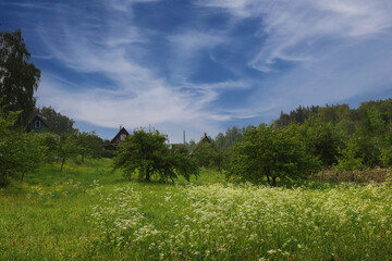 Country landscape in summer, nature.
