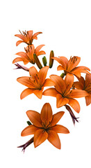 Orange Lily Floral Arrangement Isolated Transparent Background Photo