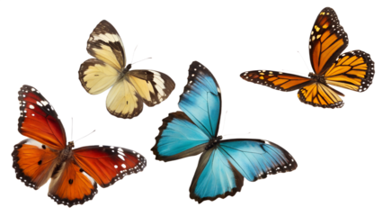 set of colorful butterflies isolated on white