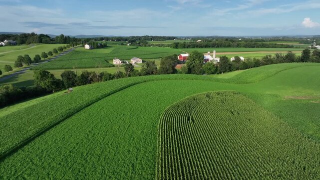 Growing cultivated fields in American countryside. Red barn of farmstead on sunny summer day in USA. Aerial rising wide shot. Peaceful rural neighborhood of Kansas.