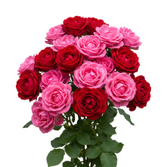 Obraz premium Isolated Roses Bouquet in Shades Of Red and Pink with Green Leaves