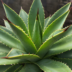 Photo Agave Plant Close Up Green Leaves With Sharp Spikes Texture Detail