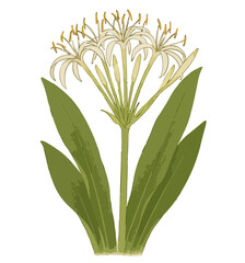 Crinum asiaticum (bakung).