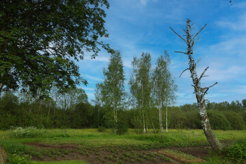 Obraz premium Simple village landscape, trees against the sky.