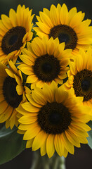 Photo Closeup View Sunflowers Blooming with Yellow Petals and Green Stems