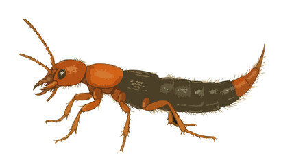 Paederus fuscipes