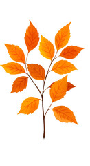 Fototapeta premium Isolated Autumn Leaf Branch On Transparent Background Digital Illustration