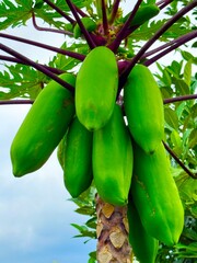 coconut on tree