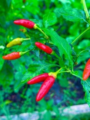 red hot chili peppers