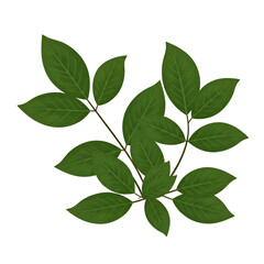 Obraz premium Illustration Of Green Leaves And Brown Branches Isolated On Transparent Background