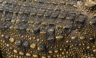 Background: Crocodile skin is dark black. The pattern on the crocodile skin is sharp and highly...