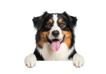 Illustration of tricolor australian shepherd dog with paws on surface isolated on transparent background