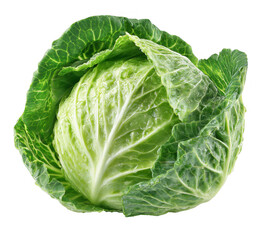 Fototapeta premium cabbage isolated on white background