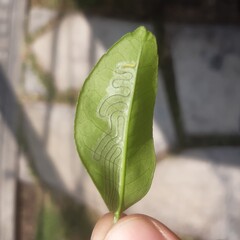 leaf miner worm eating a leaf and leaving a trail