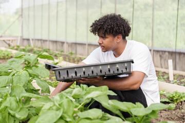 Multiracial teenage boy kneeling on soil holding seedling tray planting vegetables inside...
