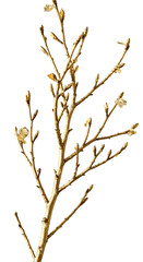 Obraz premium Isolated Branch With Delicate Flowers Illustration In Golden Color
