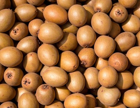 Fresh Sapodilla Fruit