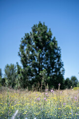 Close up wildflowers of purple and yellow in a field in front of a large tree at Graham Oaks Nature...