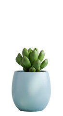 Photo of a Green Succulent in a Blue Pot Isolated on Transparent Black Background