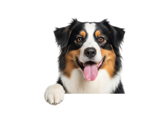 Illustration of australian shepherd dog peeking over a surface, isolated on transparent background