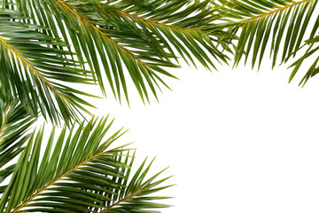 palm leaves isolated on white background