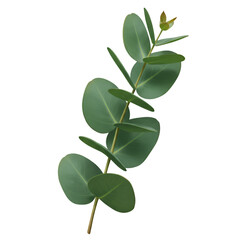 Obraz premium Isolated Eucalyptus Branch with Green Leaves on Transparent Background