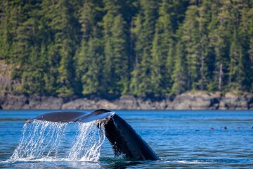 Humpback whale tail emerges from the water near Vancouver Island, Canada