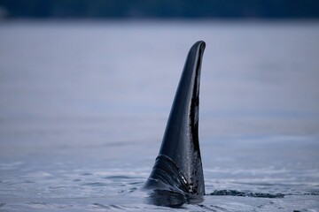 Orca whale dorsal fin near Port McNeill, Vancouver Island, Canada