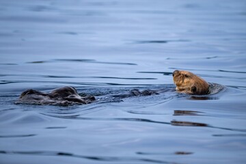 Sea otters swimming near Port Hardy on Vancouver Island, Canada