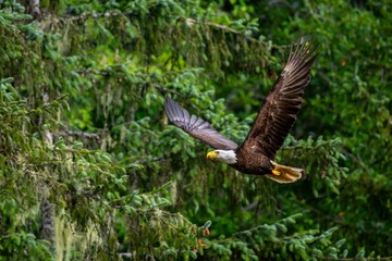 Bald eagle soaring over Quatse River Estuary in Port Hardy, Vancouver Island