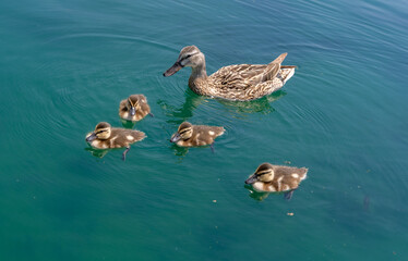 Cute duckling swimming with mother duck. Wild ducks enjoying summer day. Family of ducks gliding...