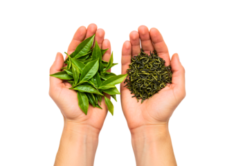 Hands holding fresh green tea leaves and dried tea leaves isolated on transparent background