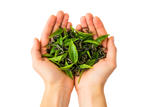 Hands holding fresh green tea leaves and dried tea leaves isolated on transparent background