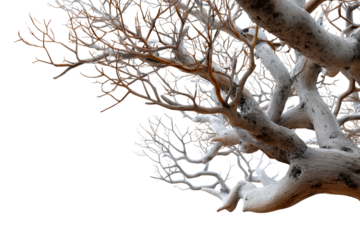 Artistic arrangement of a bare tree with no leaves